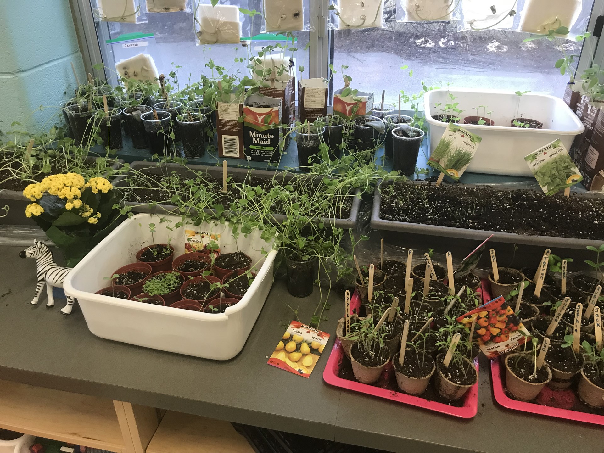 Plants grown in a classroom.
